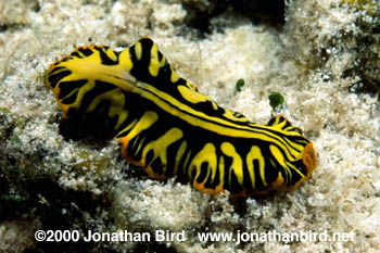 Zebra Flat Worm [Pseudoceros dimidiatus]