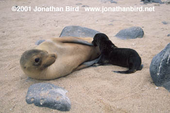 Galapagos Sea lion [Zalophus californianus wollebaeki]