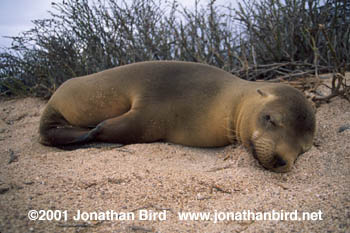 Galapagos Sea lion [Zalophus californianus wollebaeki]