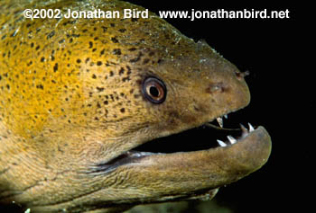 Giant Moray Eel [Gymnothorax javanicus]