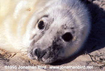 Gray Seal [Halichoerus grypus]