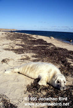 Gray Seal [Halichoerus grypus]