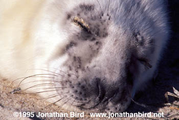 Gray Seal [Halichoerus grypus]