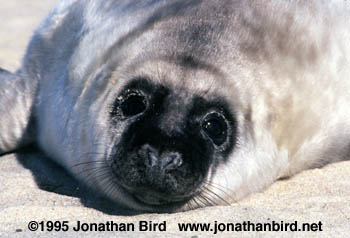 Gray Seal [Halichoerus grypus]