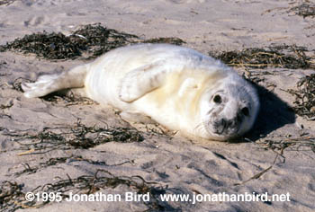 Gray Seal [Halichoerus grypus]