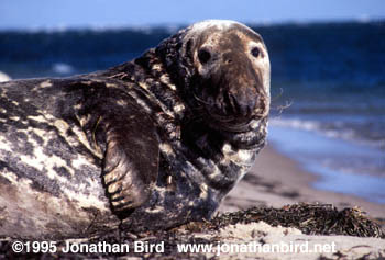 Gray Seal [Halichoerus grypus]