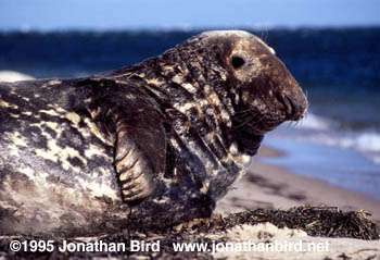 Gray Seal [Halichoerus grypus]