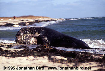 Gray Seal [Halichoerus grypus]