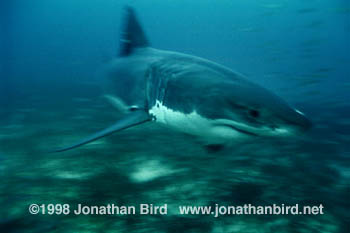 Great white Shark [Carcharodon carcharias]