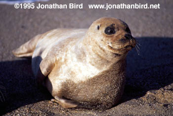 Harbor Seal [Phoca vitulina]