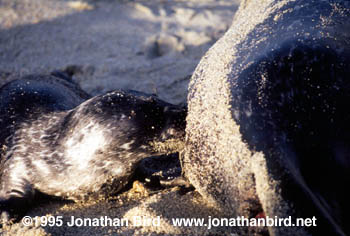 Harbor Seal [Phoca vitulina]