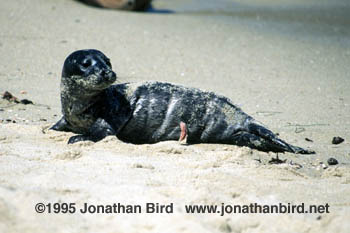 Harbor Seal [Phoca vitulina]