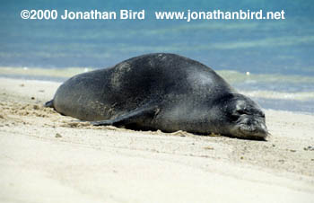 Hawaiian Monk Seal [Monachus schauinslandi]