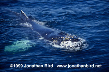 Humpback Whale [Megaptera novaeangliae]