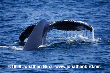 Humpback Whale [Megaptera novaeangliae]