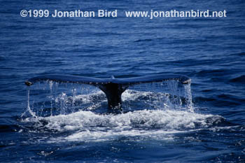 Humpback Whale [Megaptera novaeangliae]