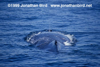 Humpback Whale [Megaptera novaeangliae]