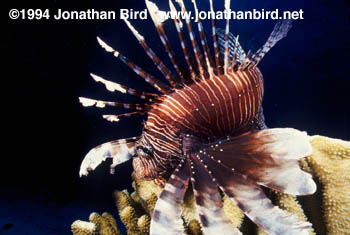 Volitans Lionfish [Pterois volitans]