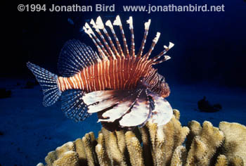 Volitans Lionfish [Pterois volitans]