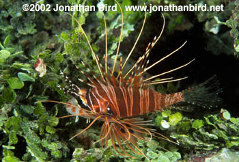 Spotfin Lionfish [Pterois antennata]