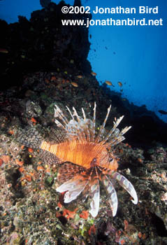 Volitans Lionfish [Pterois volitans]