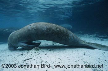 West Indian Manatee [Trichechus manatus]