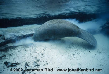 West Indian Manatee [Trichechus manatus]