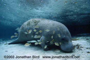 West Indian Manatee [Trichechus manatus]