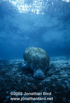 West Indian Manatee [Trichechus manatus]