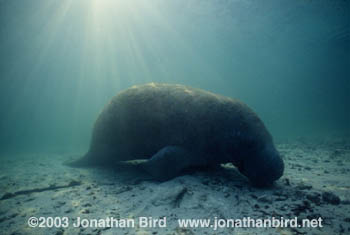 West Indian Manatee [Trichechus manatus]