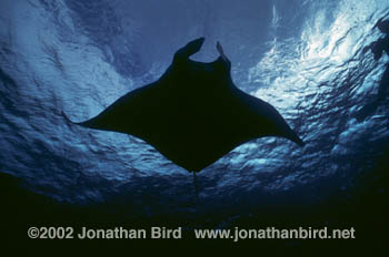 Manta Ray [Manta birostris]