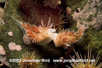 Red Gilled Nudibranch [Coryphella verrucosa]