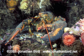 Northern Lobster [Homarus americanus]