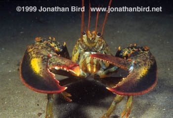 Northern Lobster [Homarus americanus]