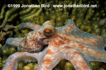 Caribbean reef Octopus [Octopus briareus]