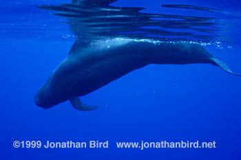 Short-finned Pilot Whale [Globicephala macrorhynchus]