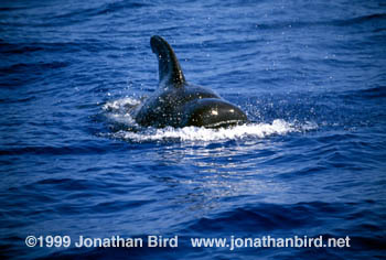 Long-finned Pilot Whale [Globicephala melas]