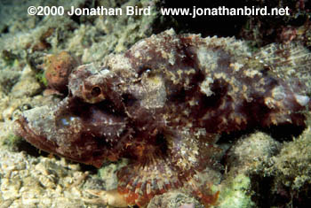 Blue Spotted Scorpionfish [Rhinopias xenops]