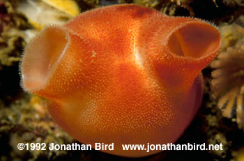 Sea Peach Tunicate [Halocynthia pyriformis]