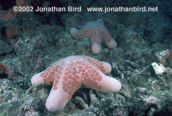 Choriaster Sea star [Choriaster granulatus]