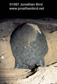 Green Sea turtle [Chelonia mydas]