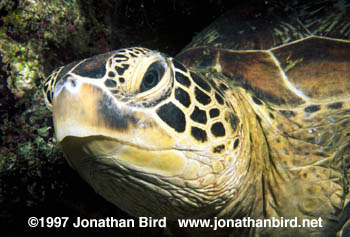 Green Sea turtle [Chelonia mydas]