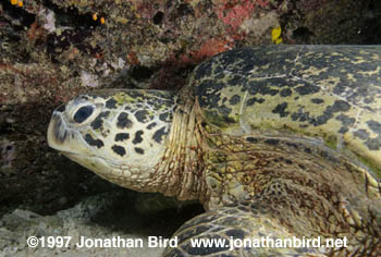 Green Sea turtle [Chelonia mydas]