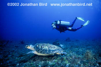 Green Sea turtle [Chelonia mydas]