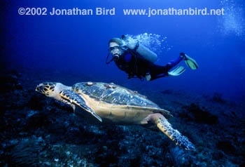 Green Sea turtle [Chelonia mydas]