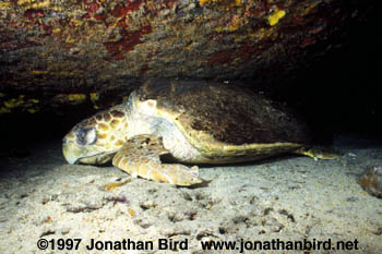 Loggerhead Sea turtle [Caretta caretta]