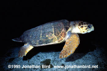 Loggerhead Sea turtle [Caretta caretta]