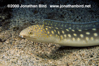 Sharp Tail Eel [Myrichthys breviceps]