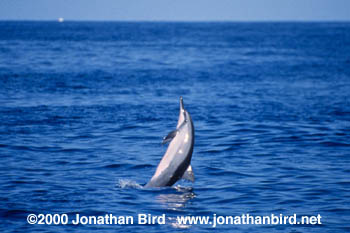 Long-snouted Spinner Dolphin [Stenella longirostris]