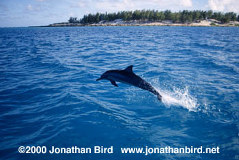 Long-snouted Spinner Dolphin [Stenella longirostris]